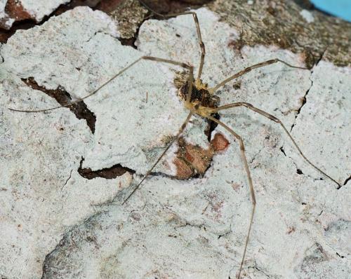 Réf. 269 079 : Mitopus morio